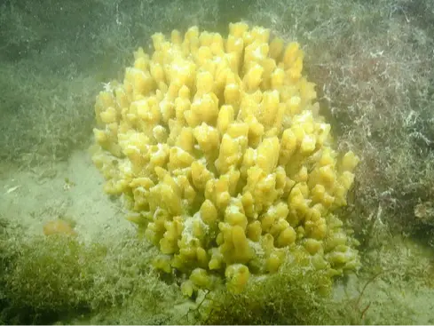 Sea Sponge