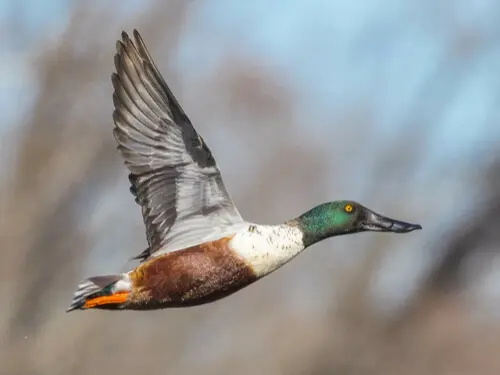 Northern Shoveler
