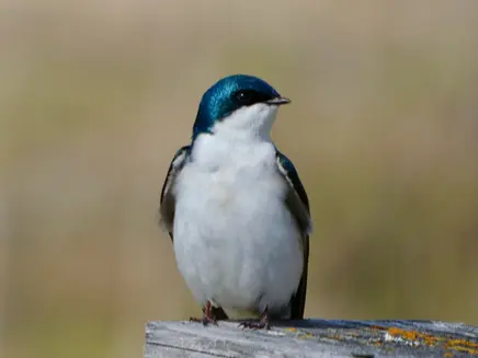 Tree Swallow