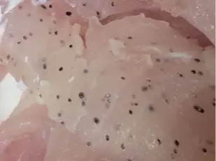 Flatworm