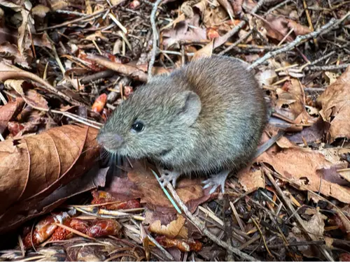 Southern red-backed vole