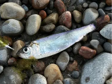 Alewife
