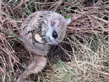 Southern flying squirrel