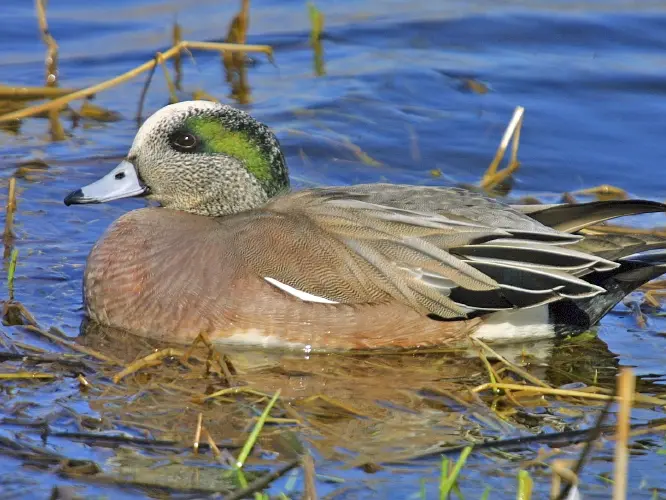 American Wigeon