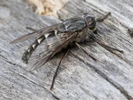Horse Fly