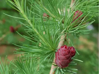 Larch
