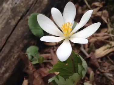 Bloodroot
