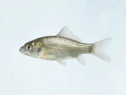 Goldfish