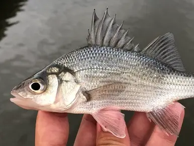White perch