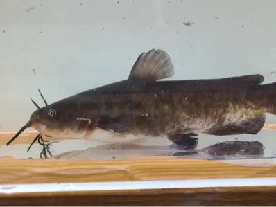 Brown bullhead