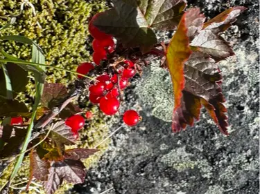 Currant