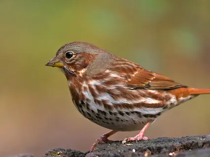 Fox Sparrow