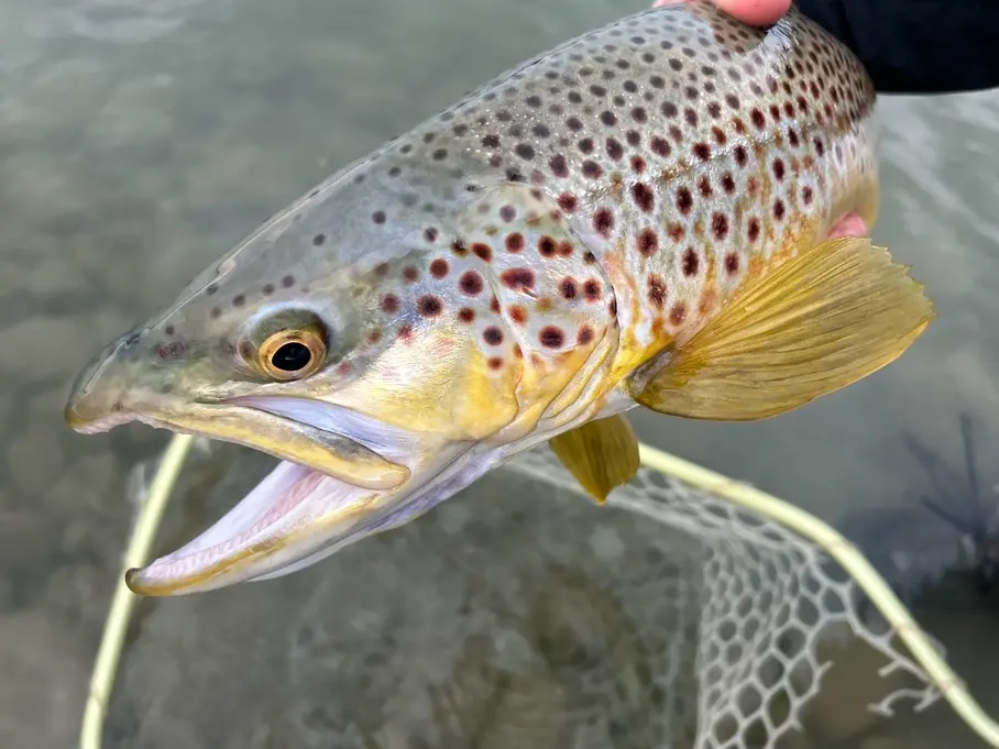 Brown trout