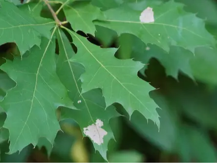 Northern red oak