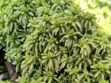 Sphagnum moss