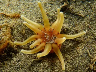 Sea Anemone