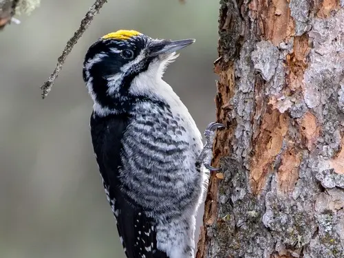 American Three-Toed Woodpecker