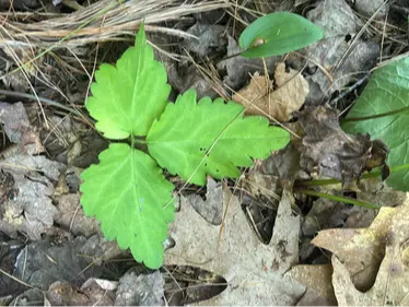 Two-leaved toothwort