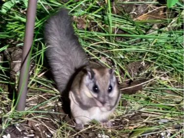 Northern flying squirrel