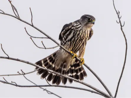 Merlin