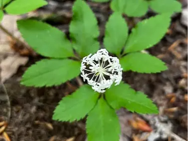 Dwarf ginseng