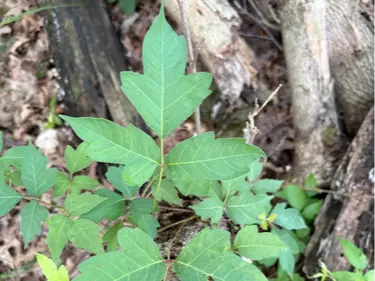 Poison ivy