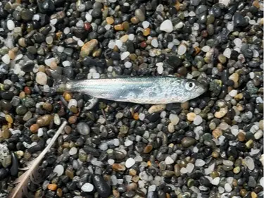 Pacific herring