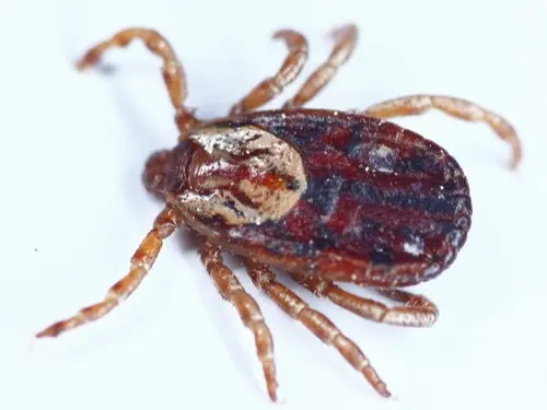 Tick