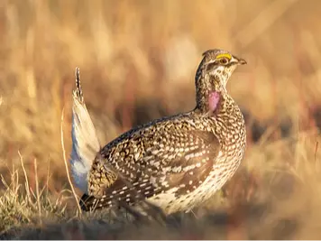 Sharp-tailed grouse