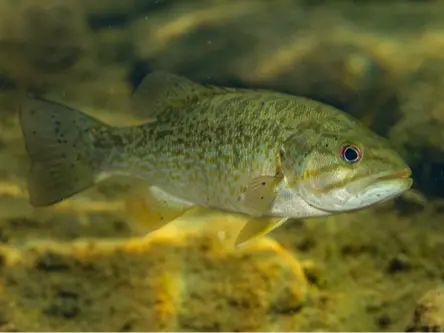 Smallmouth bass