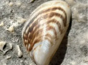 Zebra mussel