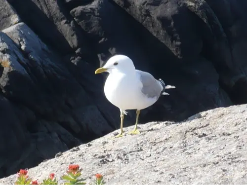 Common gull
