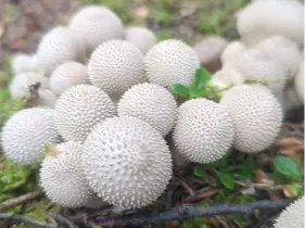 Puffball Mushroom