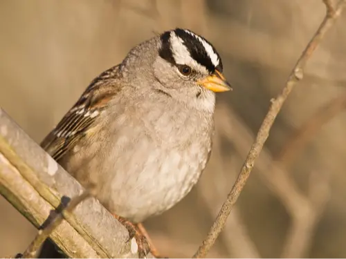 White-Crowned Sparrow