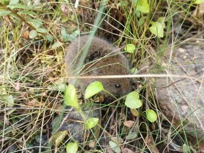 Southern bog lemming