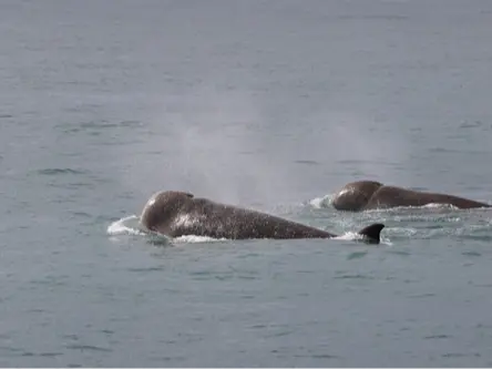 Northern bottlenose whale