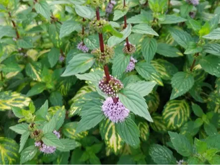Bushy mint