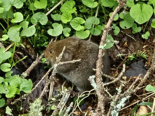 Rock vole