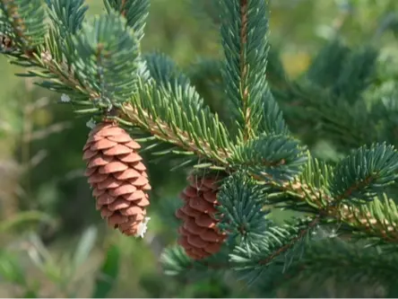 Spruce