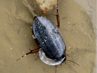 Water Beetle