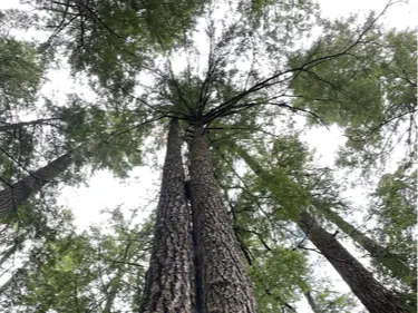 Douglas fir