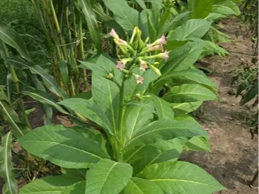 Tobacco