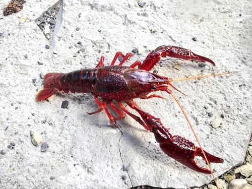 Red swamp crayfish