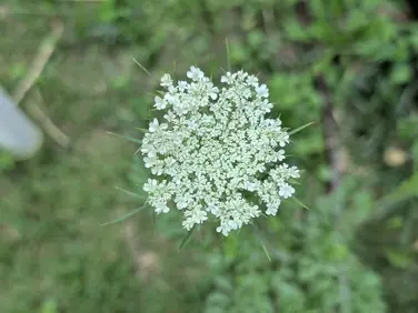 Wild carrot