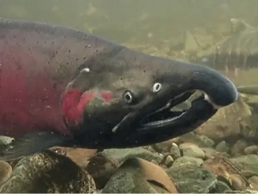 Coho salmon