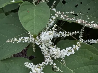 Japanese knotweed