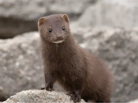 American mink