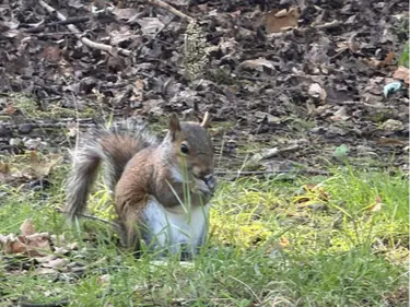 Eastern grey squirrel