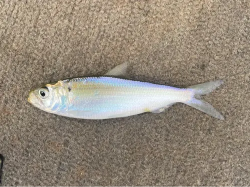 American shad