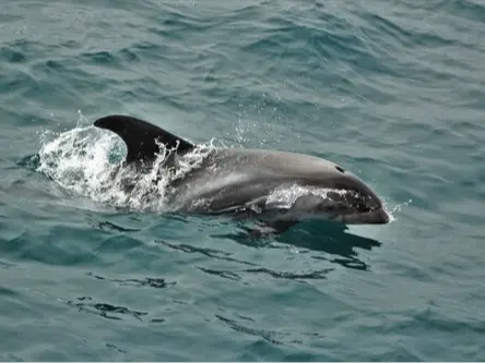 White-beaked dolphin